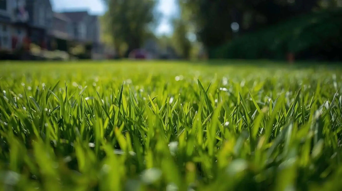 Healthy Grass (Foundation) - Backyard Pyre