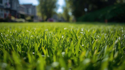 Lawn Care Tips for First - Time Homeowners: Master the Healthy Grass Foundation - Backyard Pyre